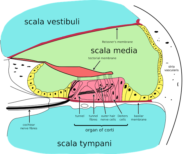 cochlea cross-section
