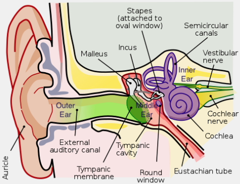 What structure of the ear contains the malleus, incus, and stapes